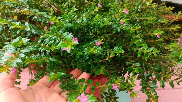 HOW TO GROW AND CARE CUPHEA HYSSOPIFOLIA / MEXICAN HEATHER | CUPHEA PLANT CARE ??