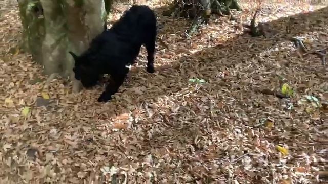 Золотая осень Крыма, Краснолесье и Роман-Кош Хорал Чатыр-Даг. 8мес .20.10 23. смотреть онлайн