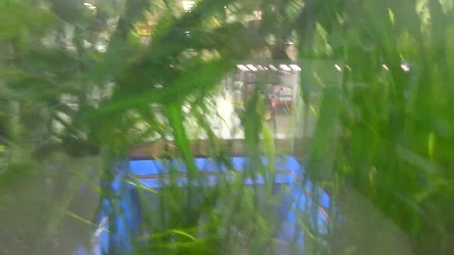 необычный аквариум в городе. так склеен. аквариумные рыбки растения осень 2022 aquarium fish plants смотреть онлайн