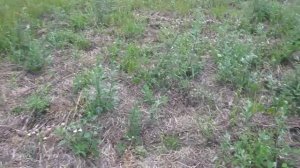 Сравнение чеснока,выращенного под соломой и без.Заработок на чесноке,есть ли смысл сажать?