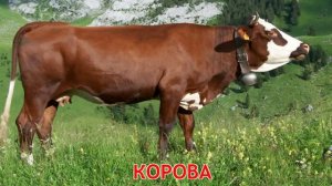 Карточки Домана Часть 1 Домашние животние!