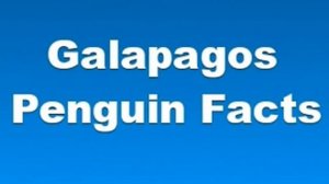 Galapagos Penguin Facts - Facts About Galapagos Penguins