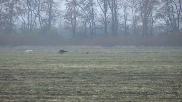 Хортые борзые. Охота. смотреть онлайн