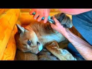 Пума Месси и его самоизоляция. Маникюр в домашних условиях.