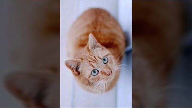 ПОЧЕМУ КОТЫ МУРЛЫКАЮТ?√1ВЫПУСК√