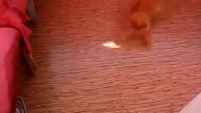 Очень шустрый кот смотреть онлайн