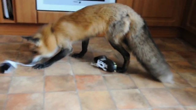 Такая же кошкатолько ЛИСА