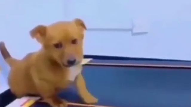 Понравилось видео 🎥не забудь поставить❤подписаться на канал и поделиться ✈ видео с друзьями смотреть онлайн