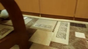 Шиншиллы вышли из клетки. Chinchillas left the cage. Şinşillalar kafesi terk etti.