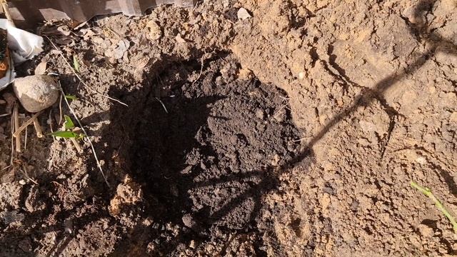 НЕ САЖАЙТЕ РОЗЫ пока НЕ ПОСМОТРИТЕ ЭТО видео! Делюсь СЕКРЕТАМИ ПРАВИЛЬНОЙ посадки