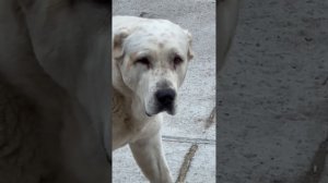 ПИТОМНИК МАТУРХАН +375447438506 ВАЙБЕР ВАТСАП