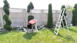 СТРИЖКА ТУИ. Как подстричь тую западную в форме ВАЗЫ С ЦВЕТАМИ?