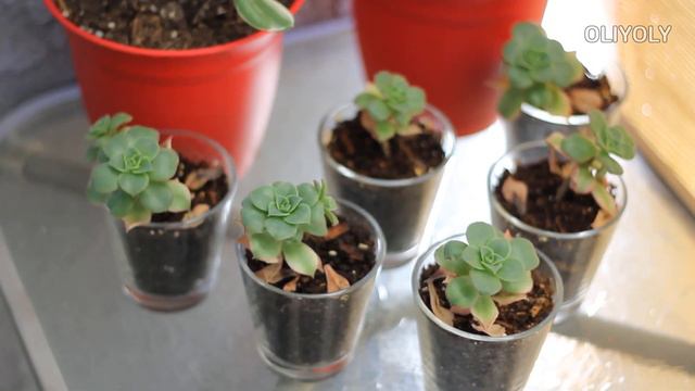 햇빛양에 따라 다르게 물드는 까라솔 (6개월간의 실험) смотреть онлайн