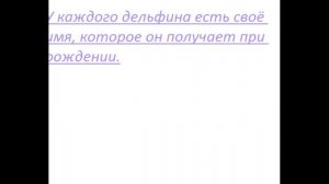 5 интересных фактов о дельфинах