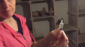 Голубка не может снести яичко,как ей помочь ...?