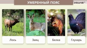 Глобус и географическая карта