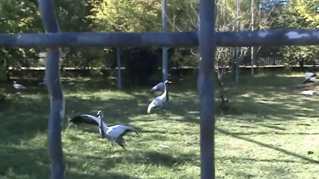 Крым. Сафари-парк "Тайган". Мир птиц. (5 октября 2018 г.) смотреть онлайн