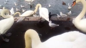 Англия// королевские лебеди// Снова # Кормим лебедей//Swans