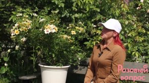 Роза Крим Бэбилон Айз  Первое цветение