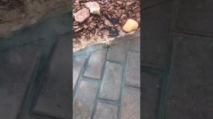 Как убрать цемент с брусчатки 4