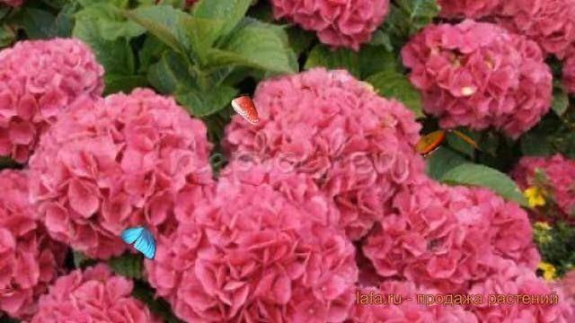 Гортензия крупнолистовая Гловин Эмберс ? обзор: как сажать, саженцы гортензии Гловин Эмберс смотреть онлайн