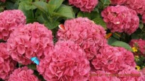 Гортензия крупнолистовая Гловин Эмберс ? обзор: как сажать, саженцы гортензии Гловин Эмберс