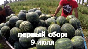 Арбуз Бонта - выбор фермеров. Самый холодоустойчивый и жароустойчивый арбуз. Ранний арбуз .