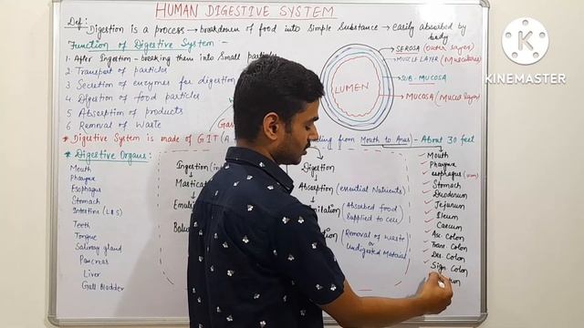 Digestive System| Human Digestive System| GIT смотреть онлайн