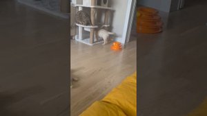 Голден ретривер и бенгальский кот