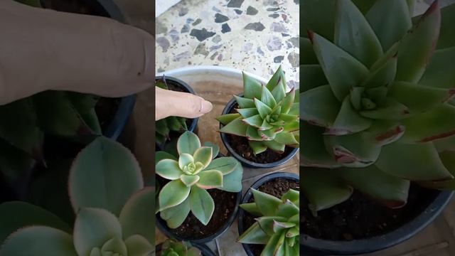 The best time for propagation the succulent at the spring temperature смотреть онлайн