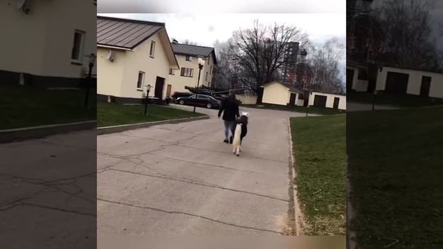 Миниатюрные лошади, фалабеллы, минихорсы, продажа смотреть онлайн