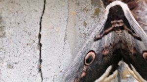 Красивые бабочки замерзли на ветру. Красивая природа в городе.