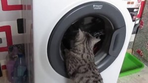 Кошка помогает стиральной машине.