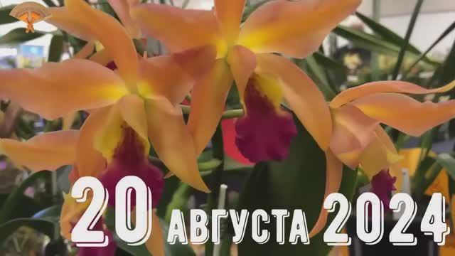 Грабли веерные Для любителей канала Грабли Live 20 08 2024