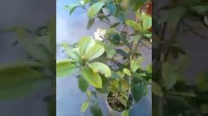 how to grow  gandhraj plant from akash mehra j and k udhampur in jai mata di home pot garden