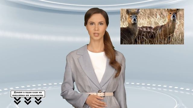 Корейского водяного оленя внесли в Красную книгу Приморья смотреть онлайн