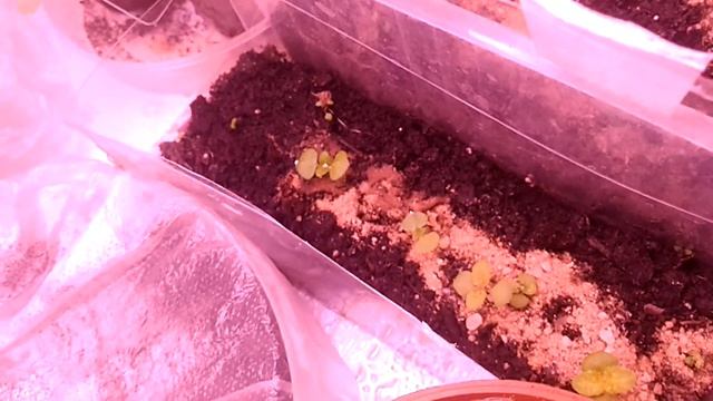 Стеллаж для растений🌿 и небольшой обзор сеянцев🌺
