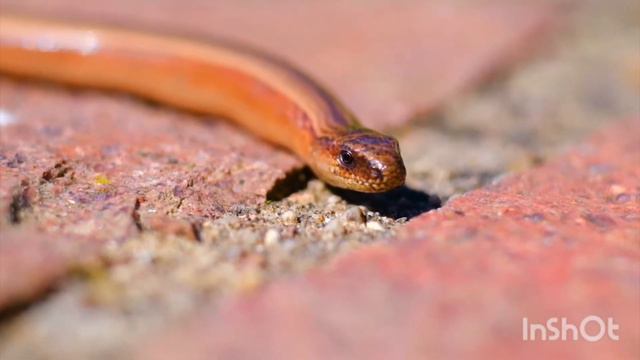 змеи, их разновидности/ отдыхают после своего обеда смотреть онлайн