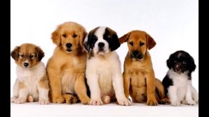 Интересные факты про Собак