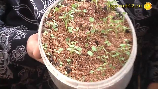 Где приобретать картофель для посадки и семена для посева? смотреть онлайн