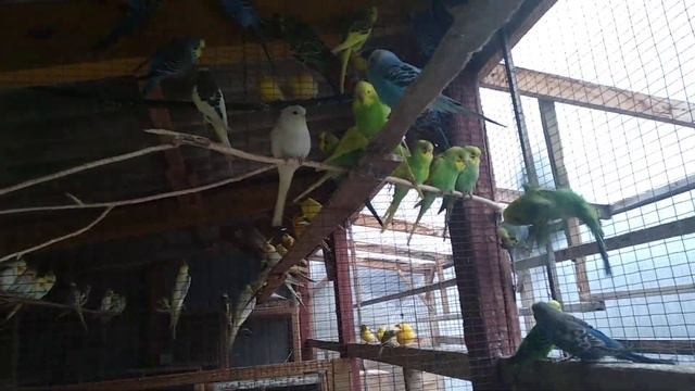 Маленькое пополнение в хозяйстве. смотреть онлайн