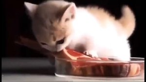 UNUSUAL MEMES COMPILATION V156