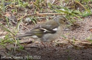 зяблик, самка, chaffinch, Fringilla coelebs, 26.05.2022