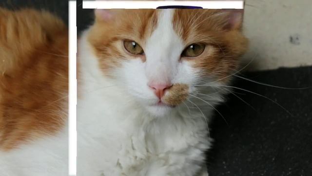 домики для кошек интернет магазин недорого смотреть онлайн