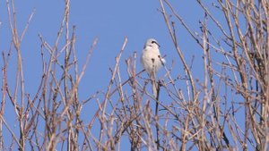 Сорокопут серый. Great Grey Shrike (Lanius excubitor). Голос песня TelingaБЕЗтарелки4k60f 72с