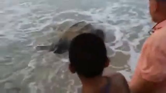 Самые  большые животные мира