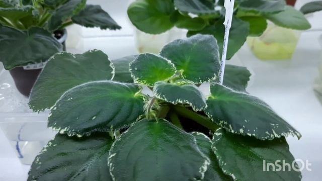 Показываю на своих фиалках как по поднятым вверх листьям определить пересвет или недосвет у фиалки? смотреть онлайн