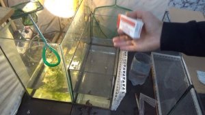 ЗАПУСКАЕМ ДАНИО НА НЕРЕСТ. УЖЕ ЕСТЬ ПЕРВЫЕ РЕЗУЛЬТАТЫ.РАЗВЕДЕНИЕ ДАНИО ОТ А ДО Я. НЕРЕСТОВИК ЧАСТЬ