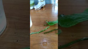 укоренение одревесневших черенков бугенвиллии