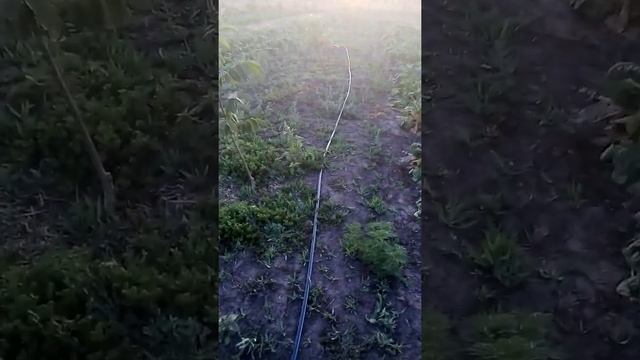 Реальность ореха сорта идеал смотреть онлайн